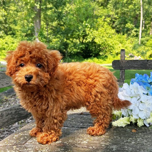 puppy, for, sale, Cavapoo, Daniel J. Stoltzfoos, dog, breeder, Coatesville, PA, dog-breeder, puppy-for-sale, forsale, nearby, find, puppyfind, locator, puppylocator, aca