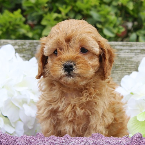 puppy, for, sale, Cavapoo, Daniel J. Stoltzfoos, dog, breeder, Coatesville, PA, dog-breeder, puppy-for-sale, forsale, nearby, find, puppyfind, locator, puppylocator, aca