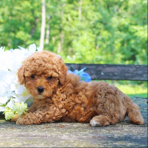 puppy, for, sale, Toy Poodle, Daniel J. Stoltzfoos, dog, breeder, Coatesville, PA, dog-breeder, puppy-for-sale, forsale, nearby, find, puppyfind, locator, puppylocator, aca