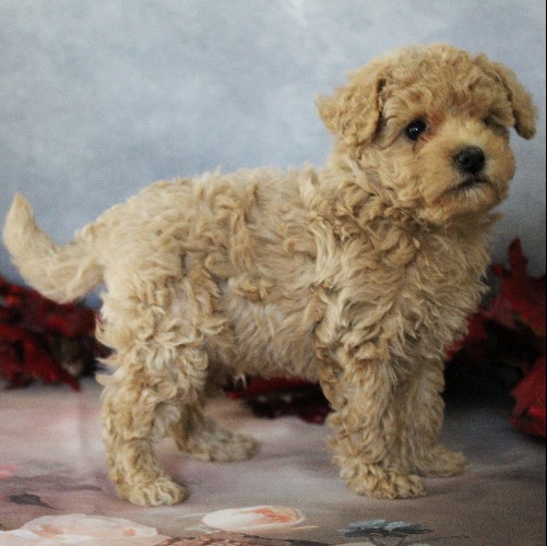puppy, for, sale, Toy Poodle, Daniel J. Stoltzfoos, dog, breeder, Coatesville, PA, dog-breeder, puppy-for-sale, forsale, nearby, find, puppyfind, locator, puppylocator, aca