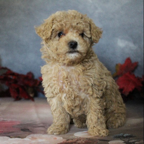 puppy, for, sale, Toy Poodle, Daniel J. Stoltzfoos, dog, breeder, Coatesville, PA, dog-breeder, puppy-for-sale, forsale, nearby, find, puppyfind, locator, puppylocator, aca